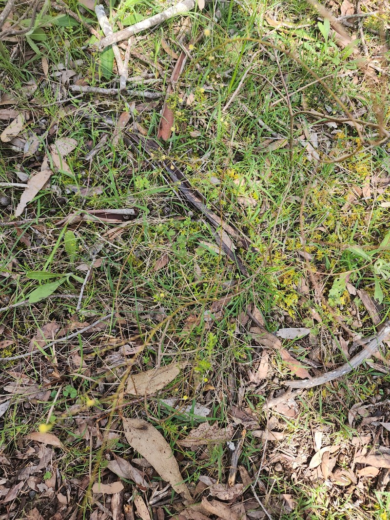 Acacia verticillata subsp. ovoidea photo 5