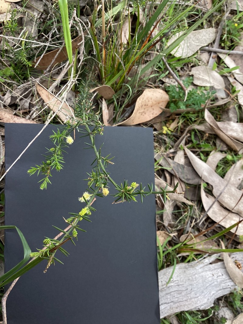 Acacia verticillata subsp. ovoidea photo 6