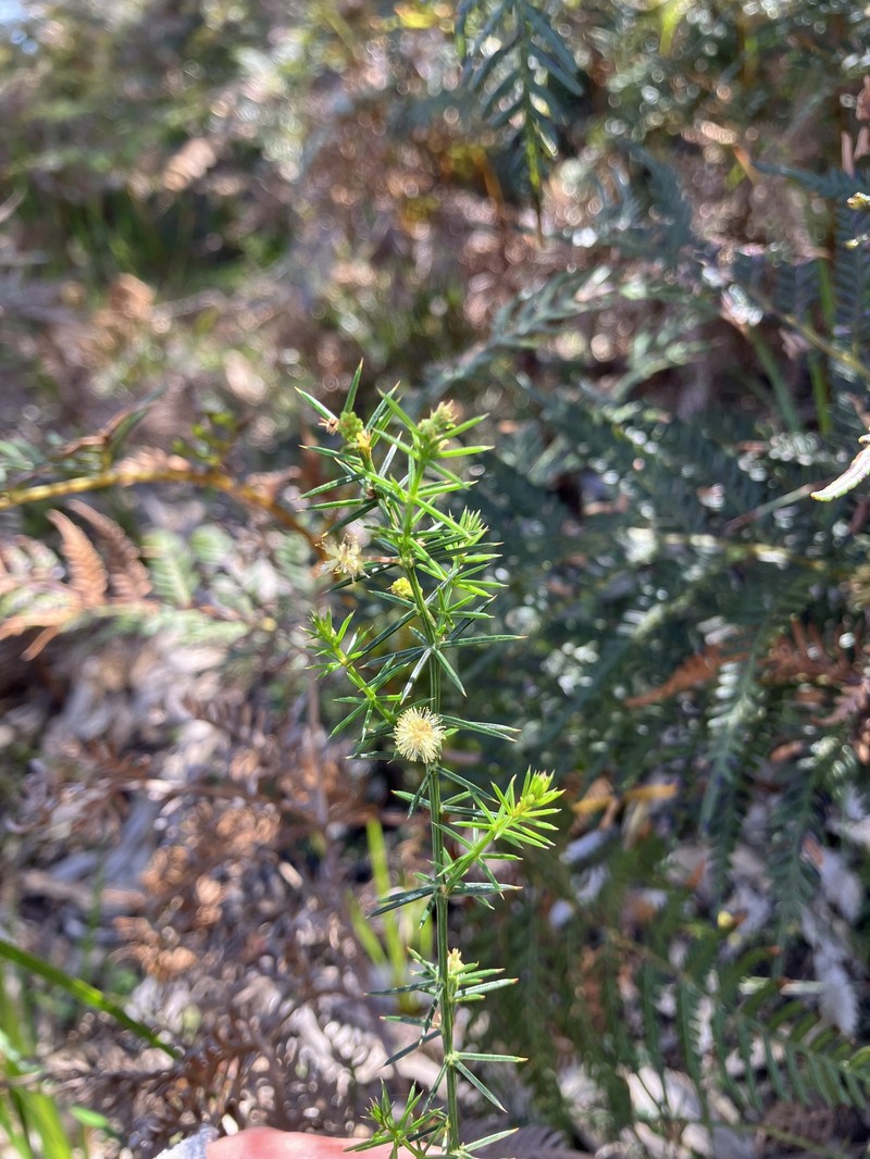 Acacia verticillata subsp. ovoidea photo 7