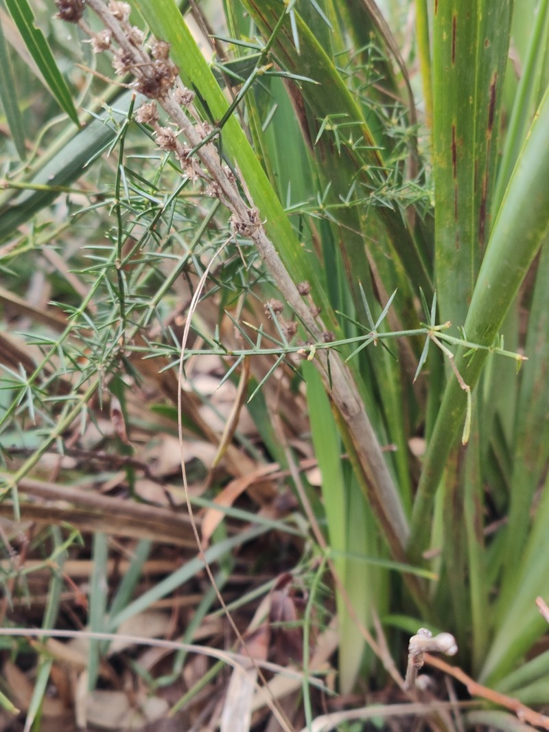 Acacia verticillata subsp. ovoidea photo 8