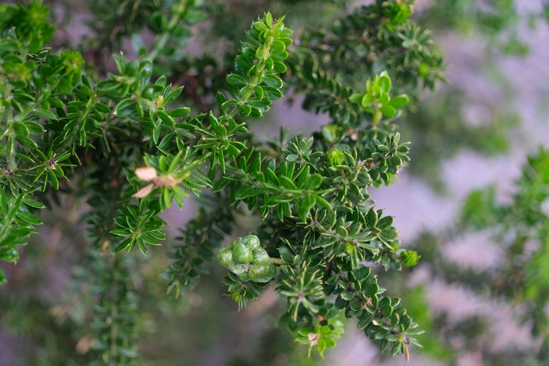 Acacia verticillata subsp. ruscifolia photo 2