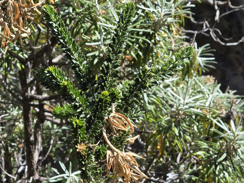 Acacia verticillata subsp. ruscifolia photo 3