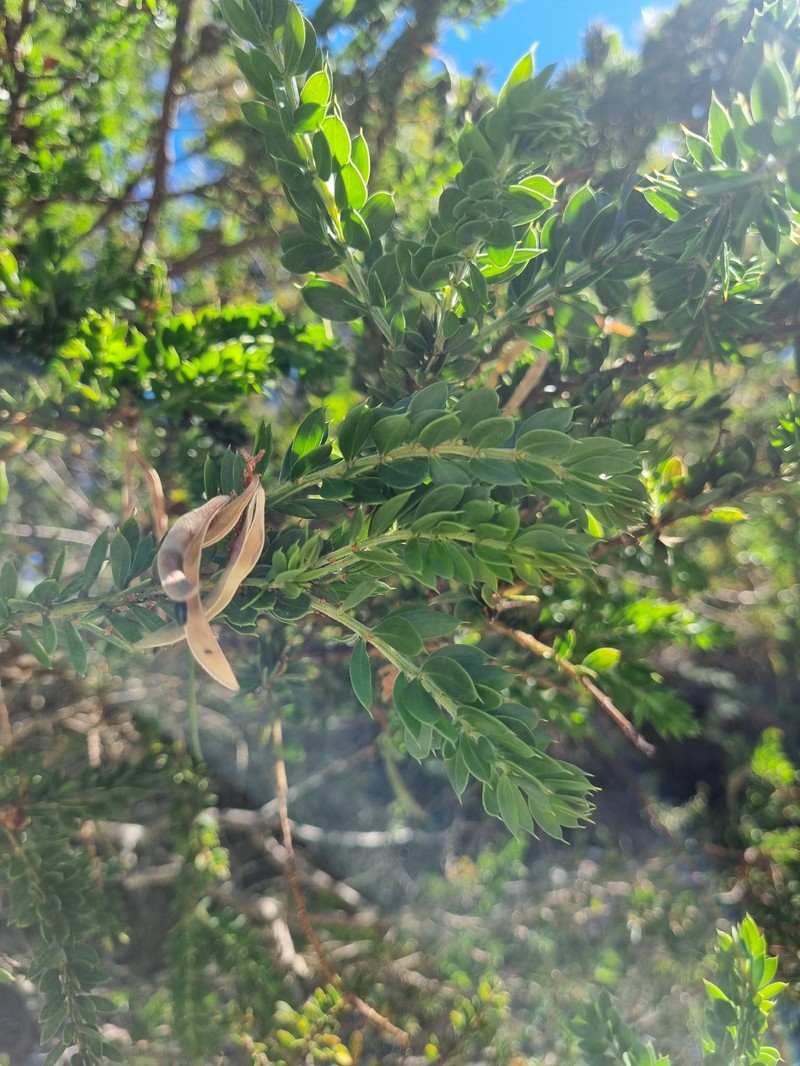 Acacia verticillata subsp. ruscifolia photo 4