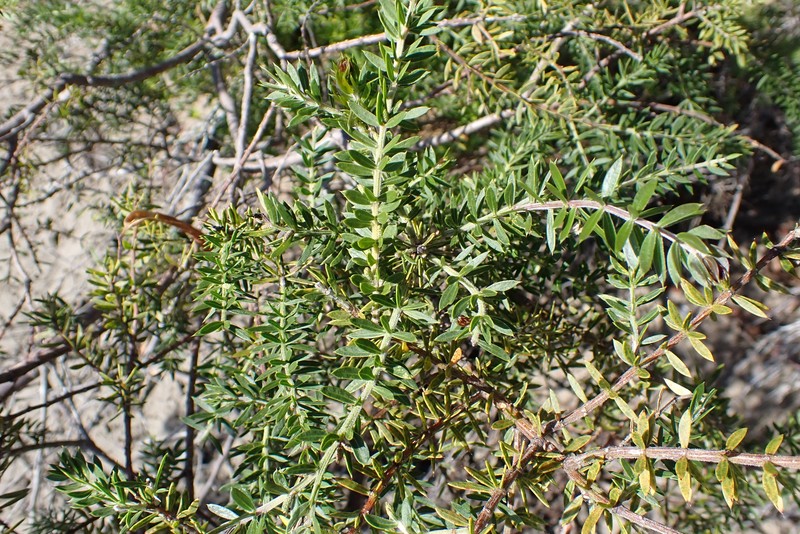 Acacia verticillata subsp. ruscifolia photo 5