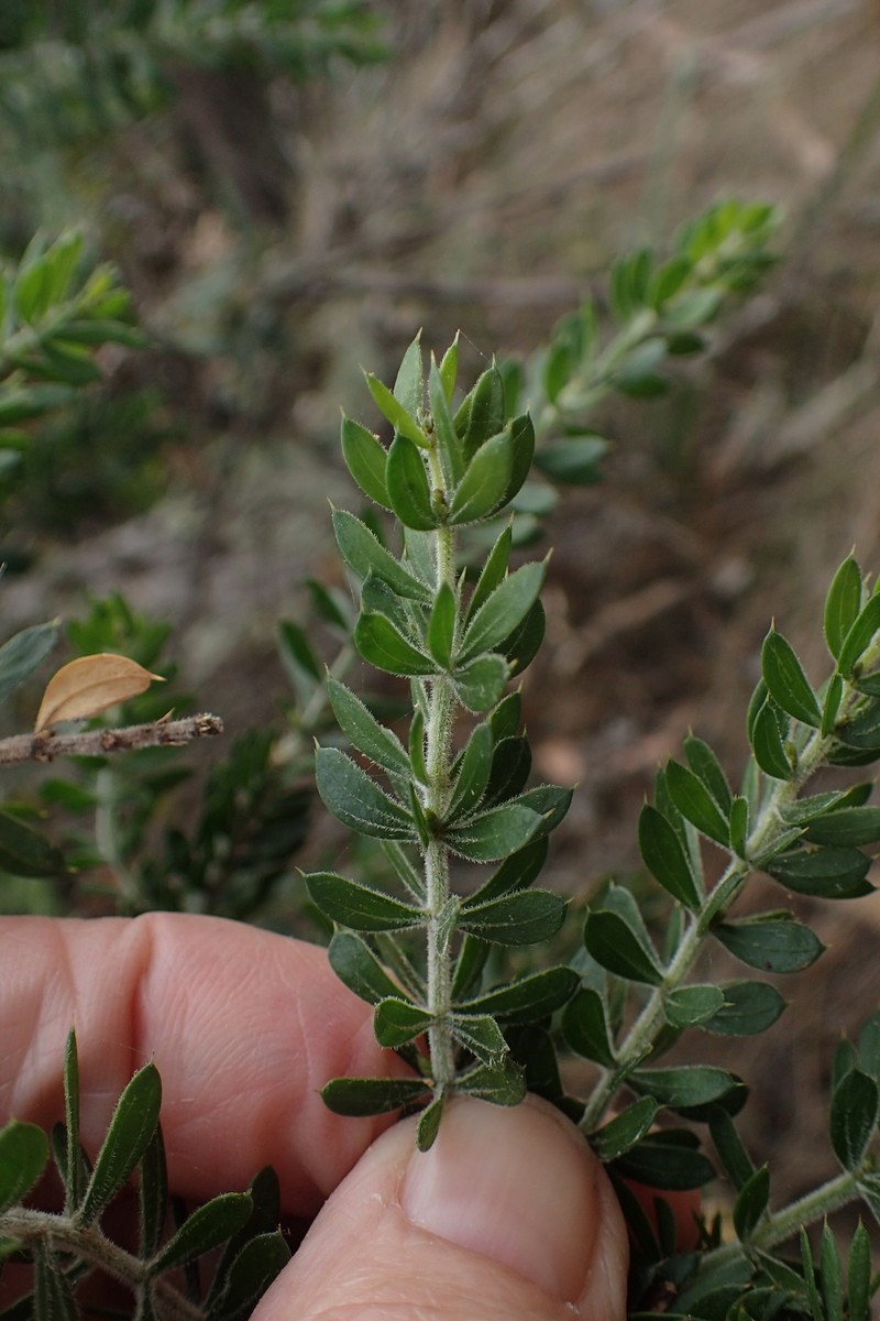 Acacia verticillata subsp. ruscifolia photo 6
