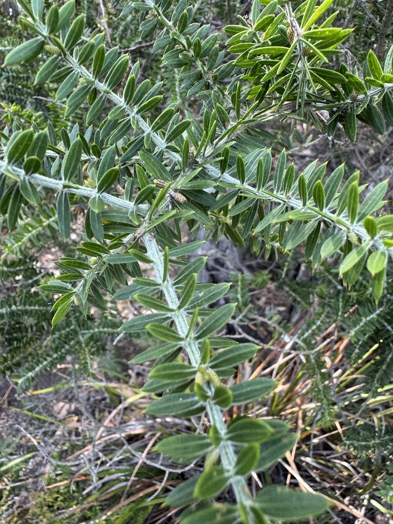Acacia verticillata subsp. ruscifolia photo 7