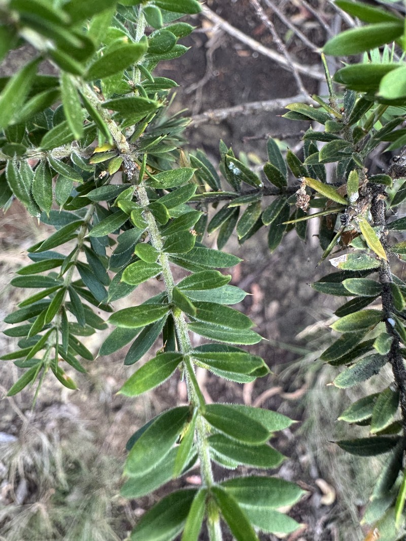 Acacia verticillata subsp. ruscifolia photo 8