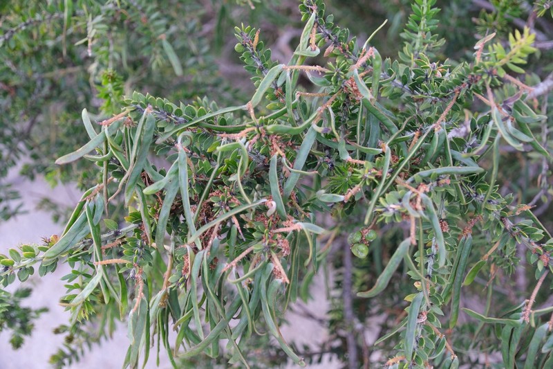 Acacia verticillata subsp. ruscifolia