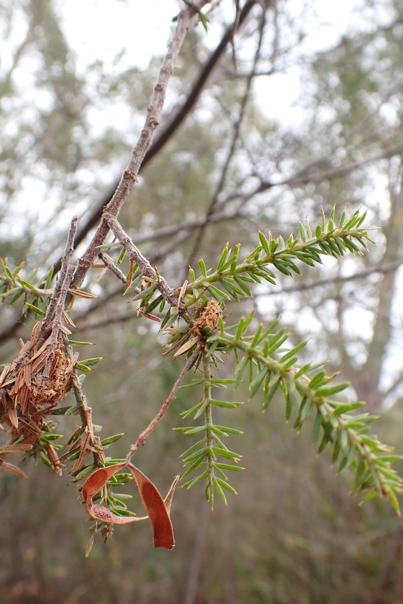Acacia verticillata subsp. verticillata