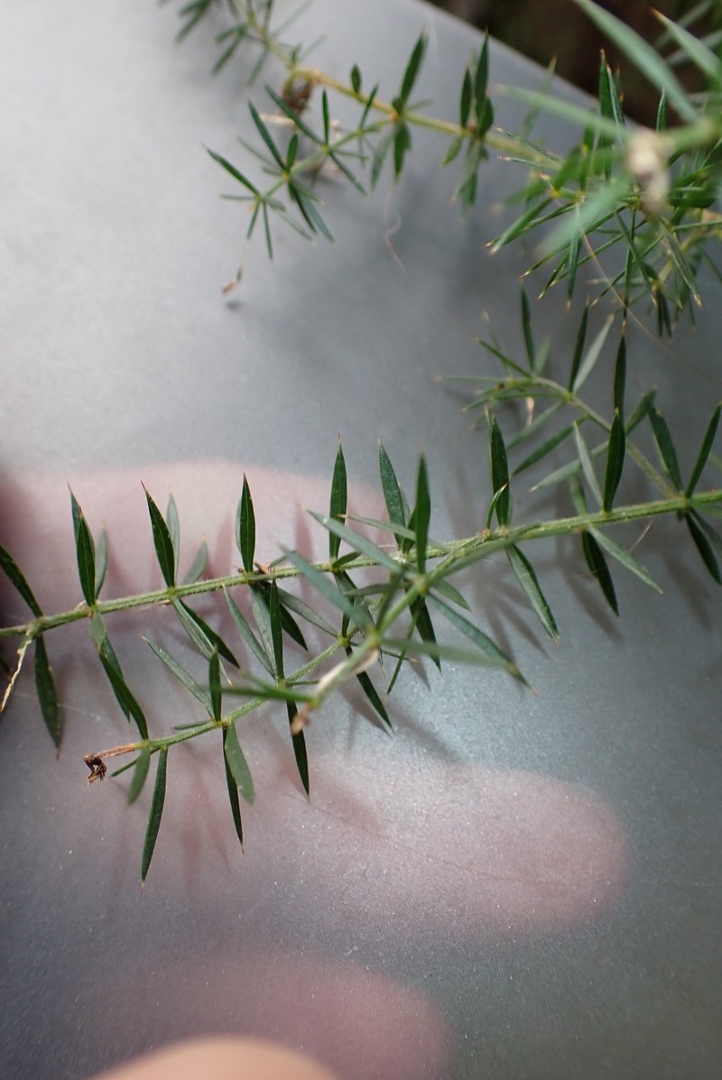 Acacia verticillata subsp. verticillata photo 2