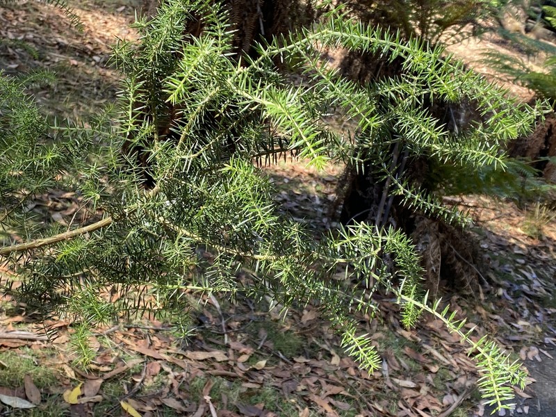 Acacia verticillata subsp. verticillata photo 3