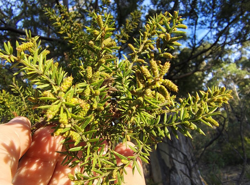 Acacia verticillata subsp. verticillata photo 4