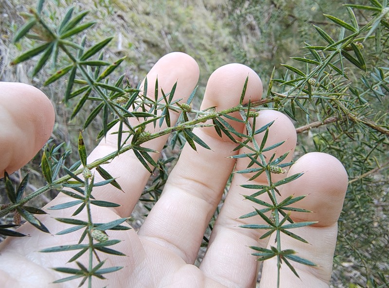 Acacia verticillata subsp. verticillata photo 5