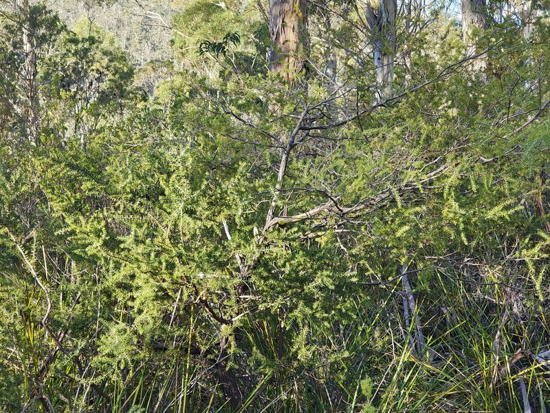 Acacia verticillata subsp. verticillata photo 6