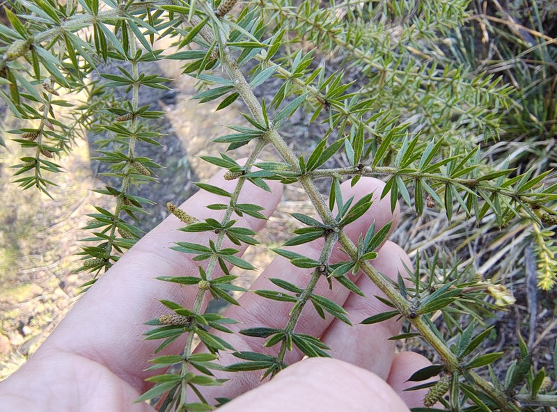 Acacia verticillata subsp. verticillata photo 7