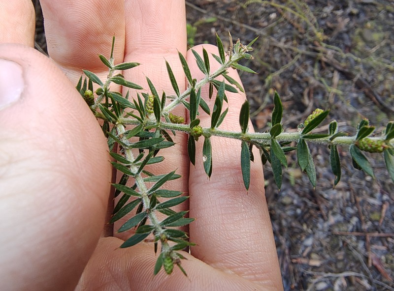Acacia verticillata subsp. verticillata photo 8