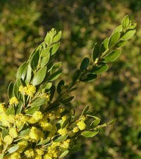 Acacia vestita