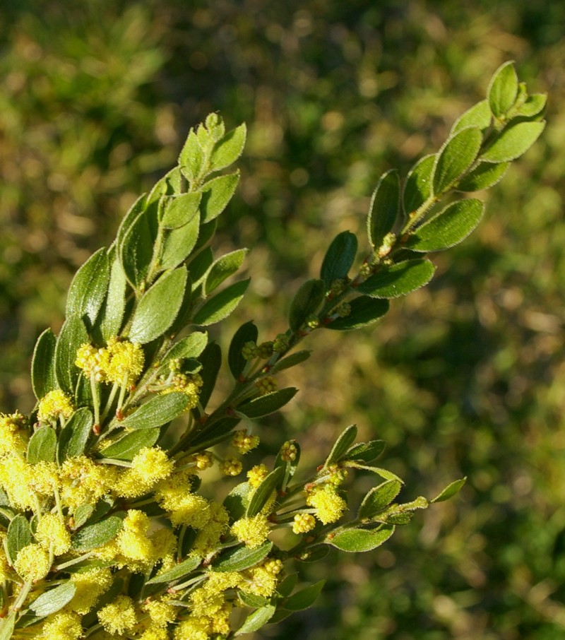 Acacia vestita