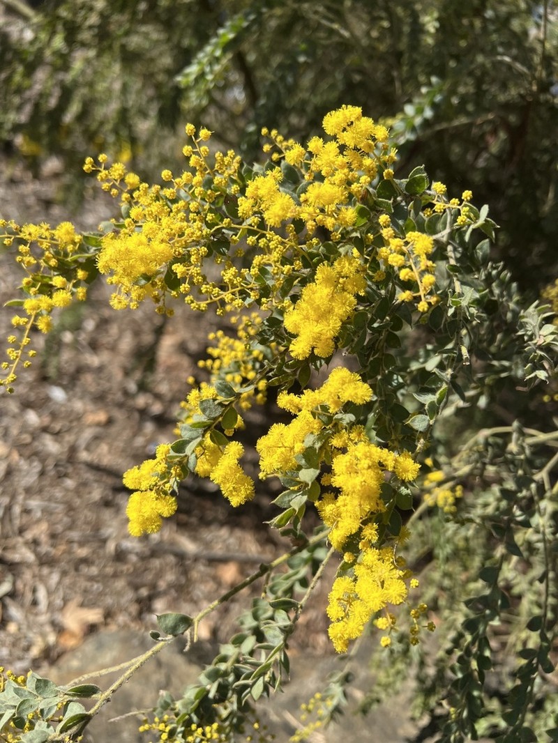 Acacia vestita photo 2