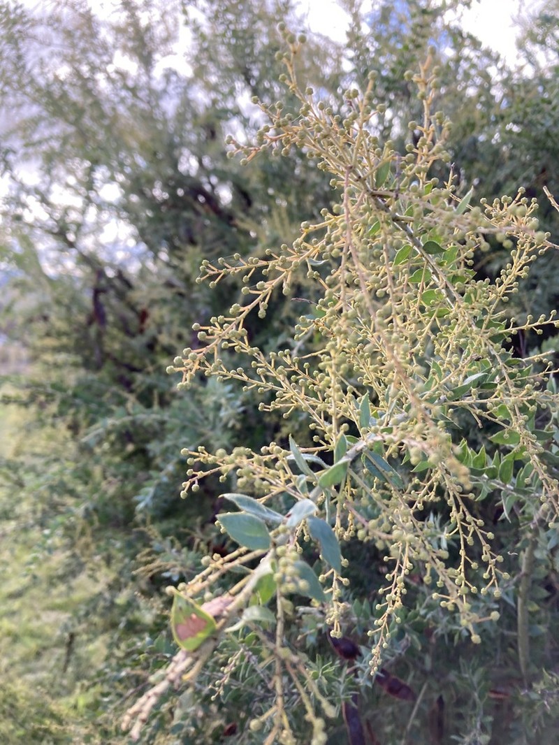 Acacia vestita photo 3