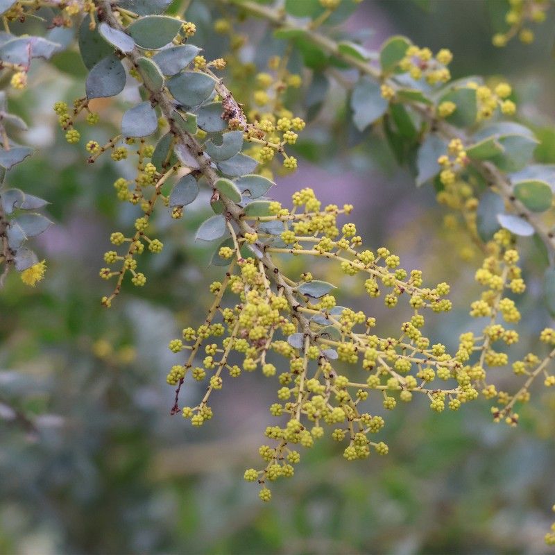 Acacia vestita photo 4