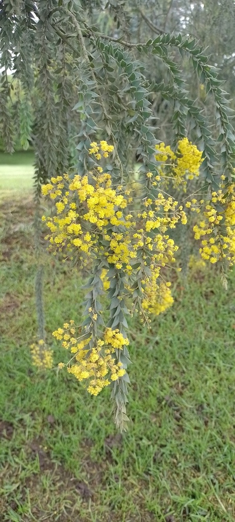Acacia vestita photo 6