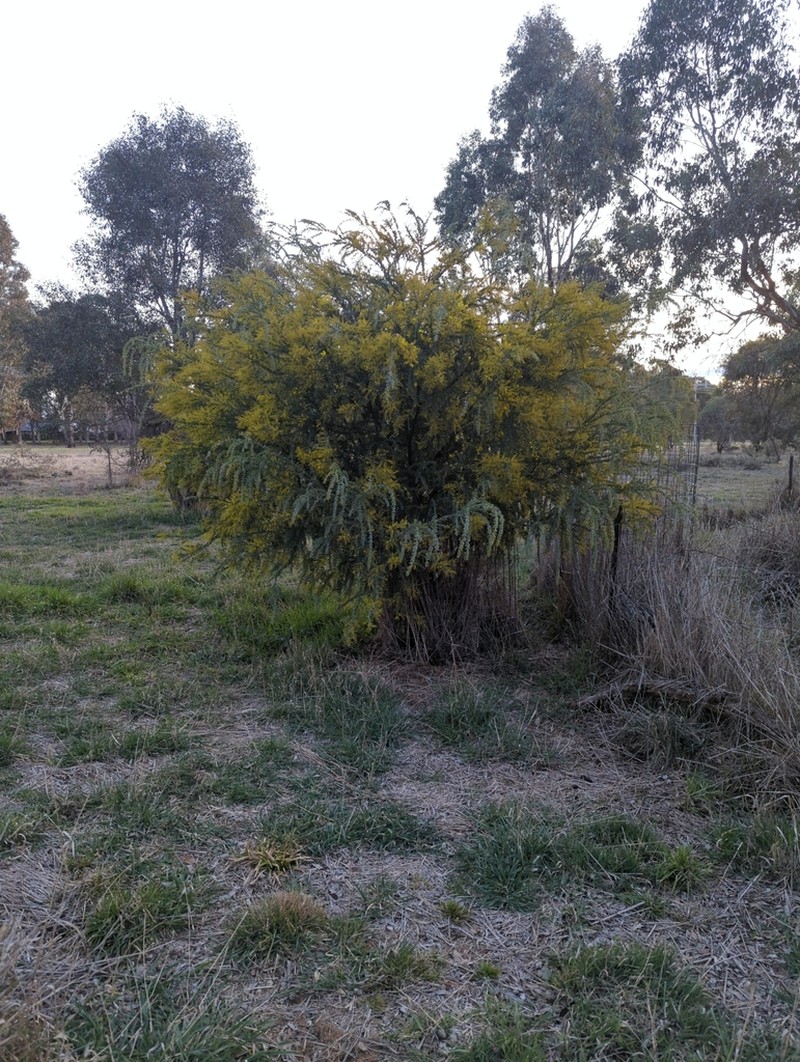 Acacia vestita photo 7