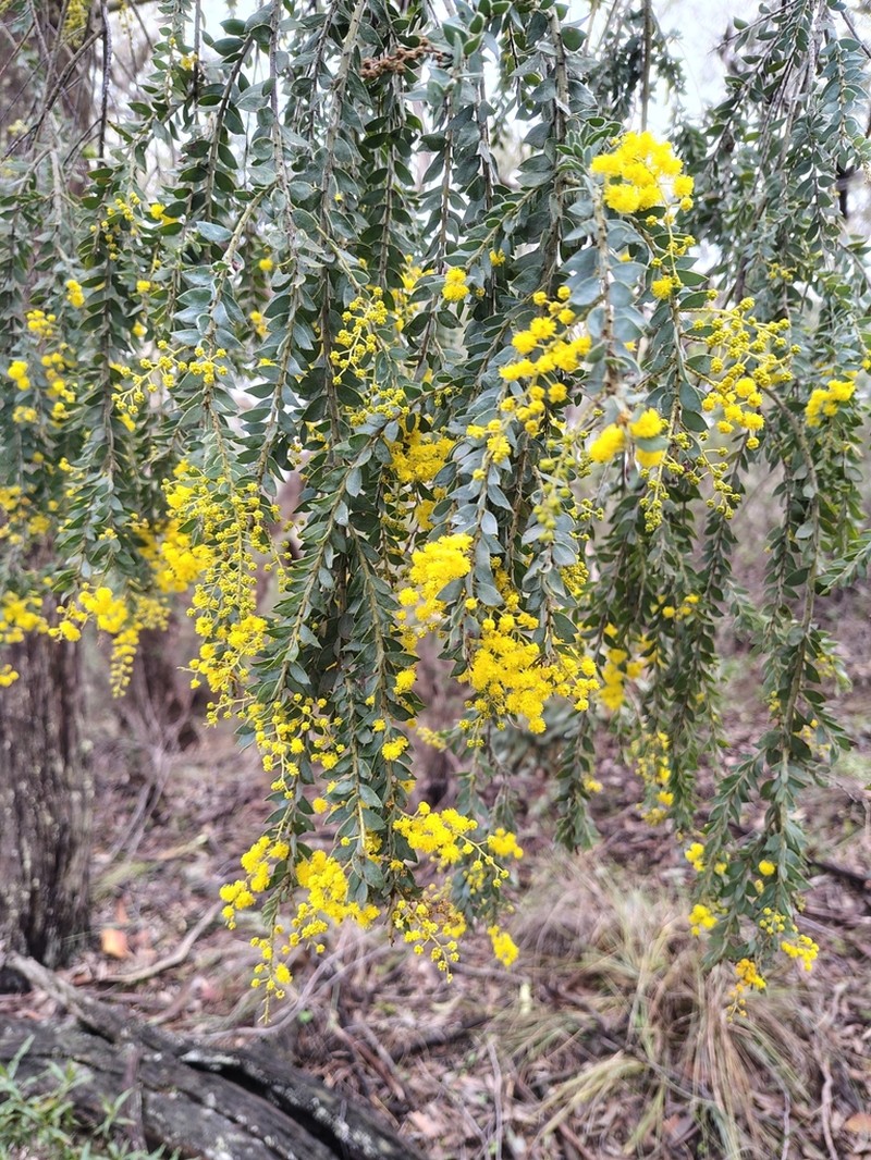 Acacia vestita photo 8