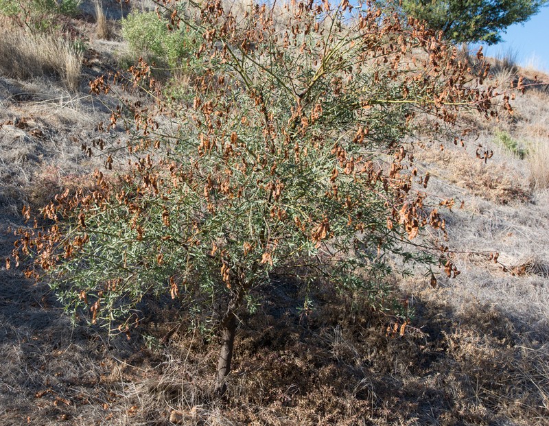 Bramble Acacia photo 6