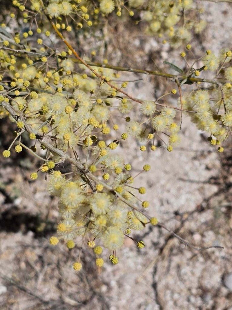 Bramble Acacia photo 7