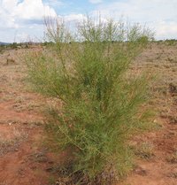 Bramble Acacia