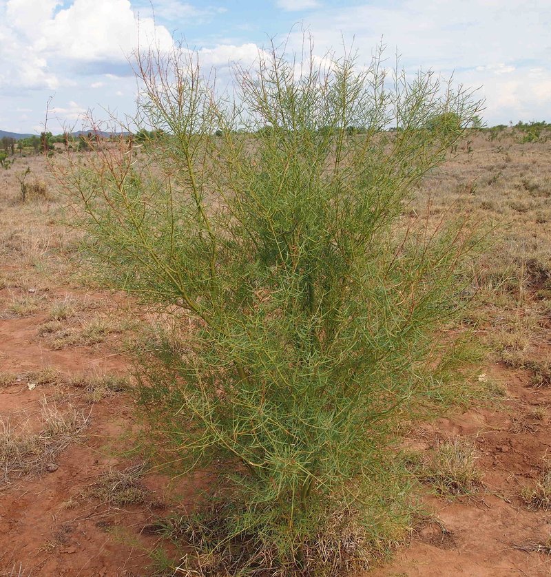 Bramble Acacia