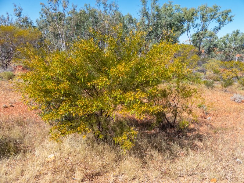 Bramble Acacia photo 4