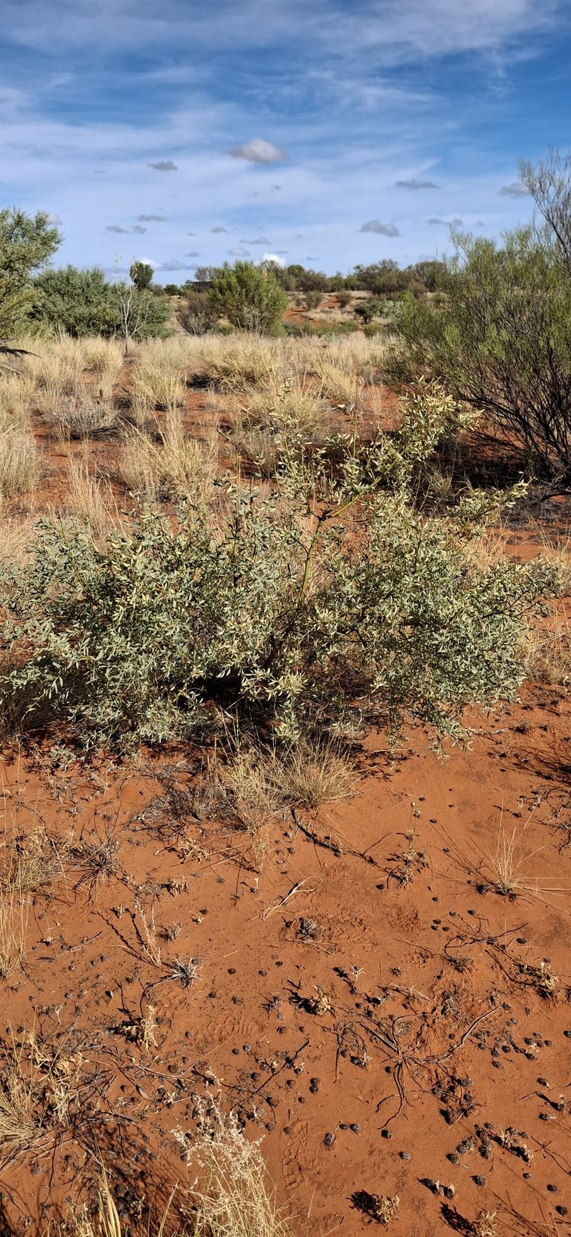 Acacia victoriae subsp. arida