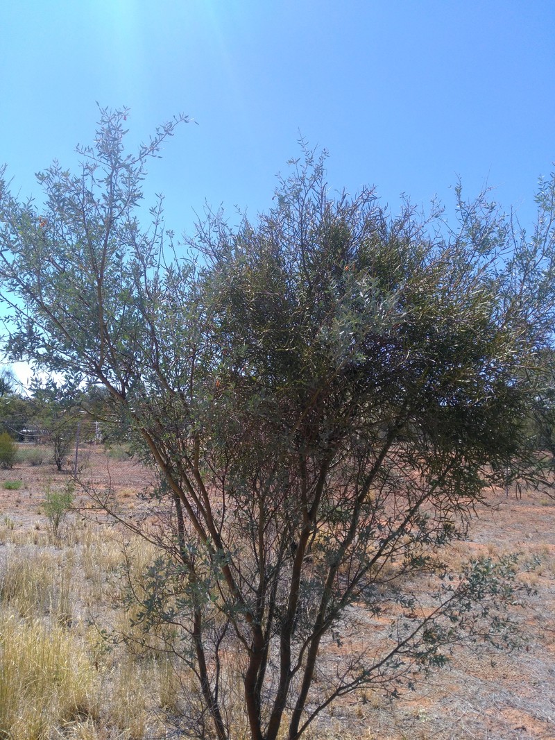 Acacia victoriae subsp. arida photo 2
