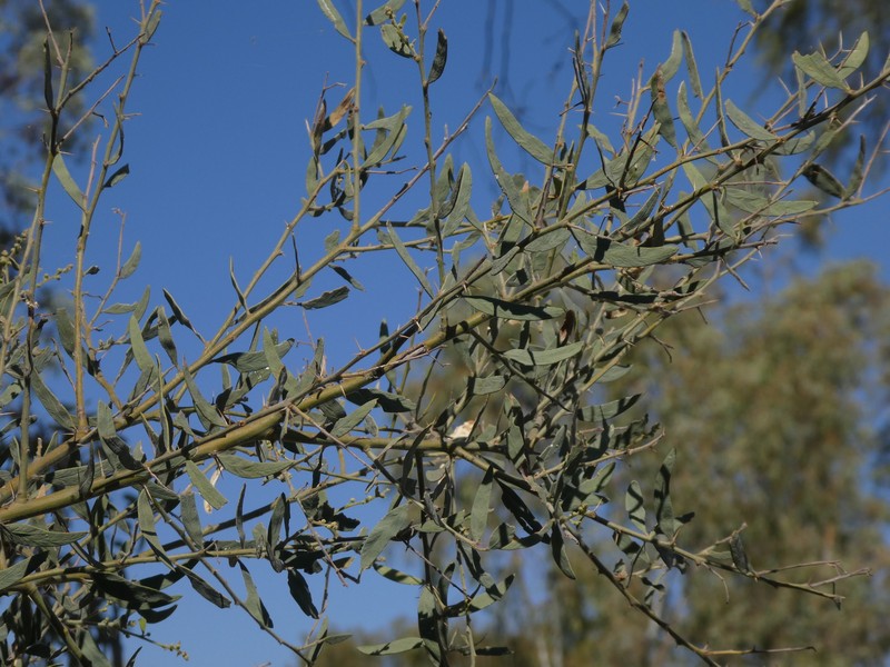 Acacia victoriae subsp. arida photo 3