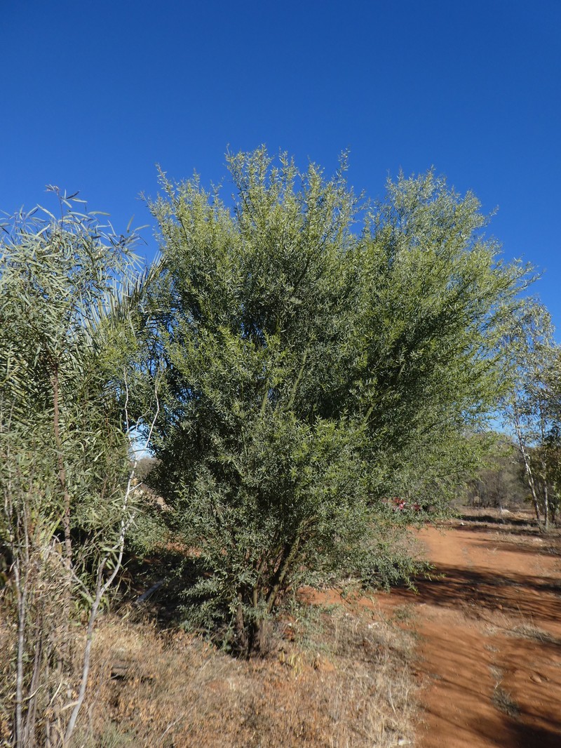 Acacia victoriae subsp. arida photo 4