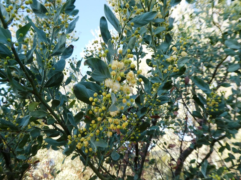 Acacia victoriae subsp. arida photo 5