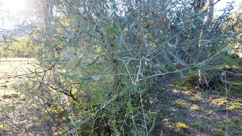 Acacia victoriae subsp. arida photo 6