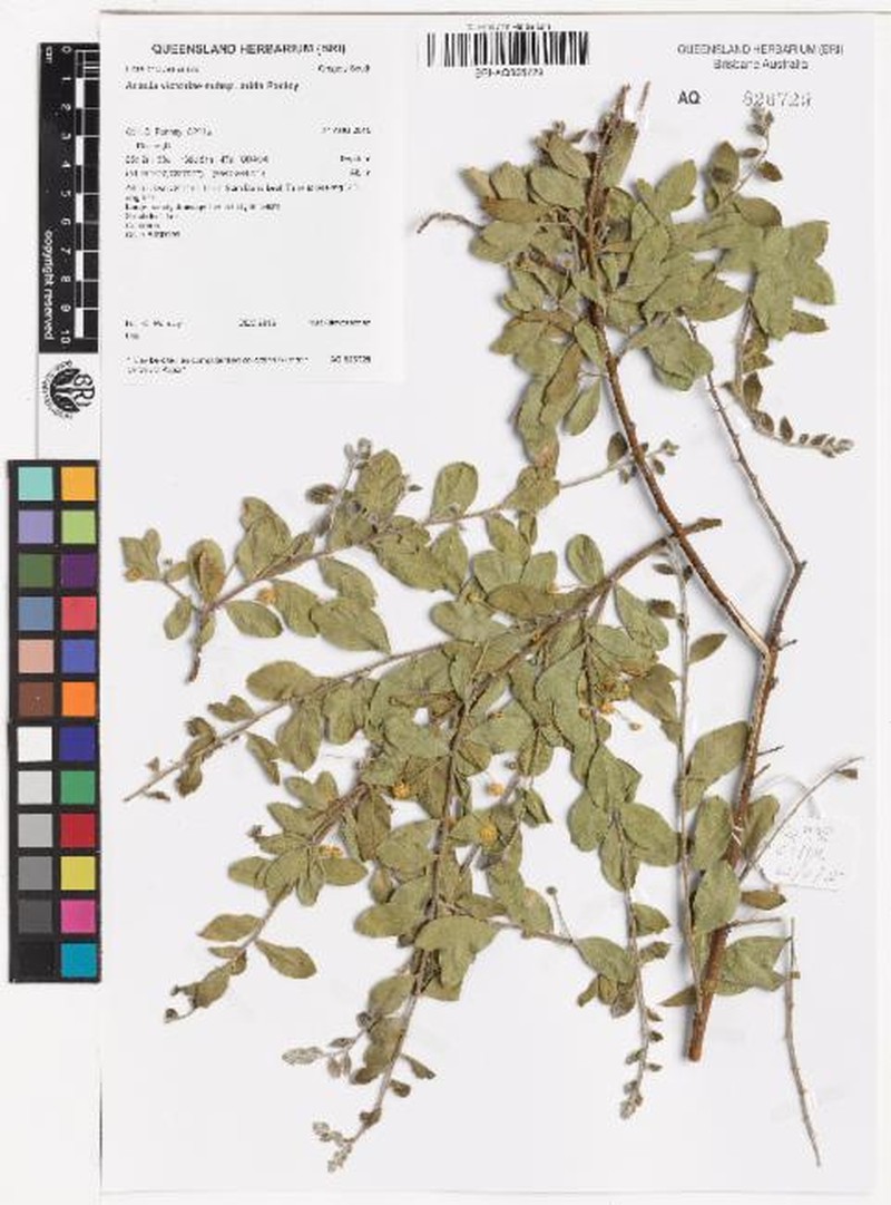 Acacia victoriae subsp. arida photo 7