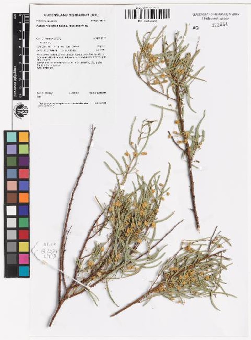 Acacia victoriae subsp. fasciaria