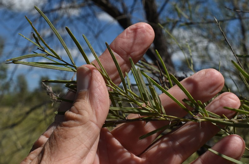 Acacia victoriae subsp. victoriae