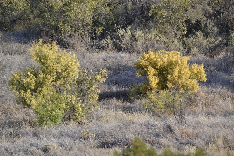 Acacia victoriae subsp. victoriae photo 2