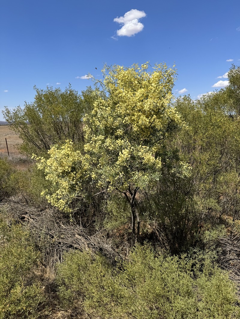 Acacia victoriae subsp. victoriae photo 3