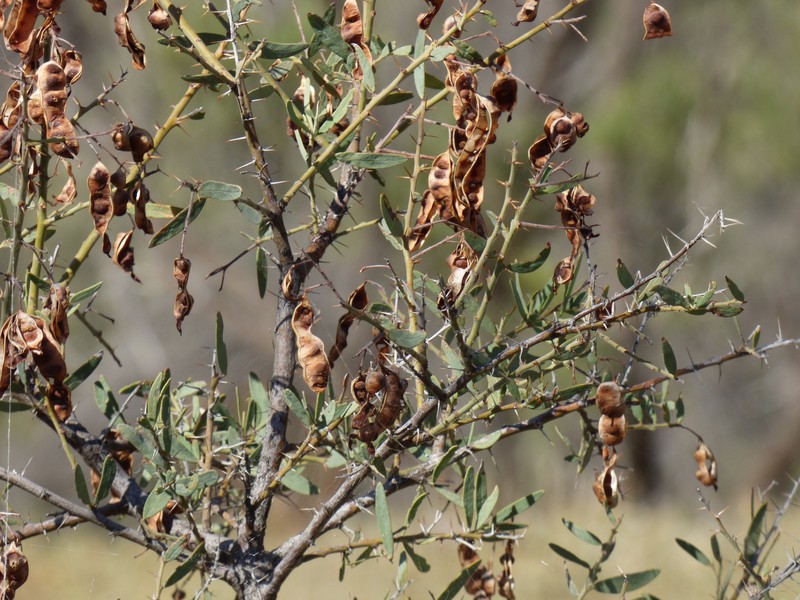 Acacia victoriae subsp. victoriae photo 4