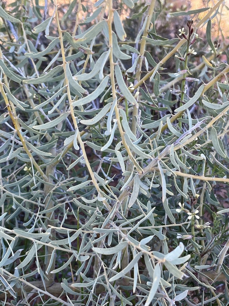 Acacia victoriae subsp. victoriae photo 5