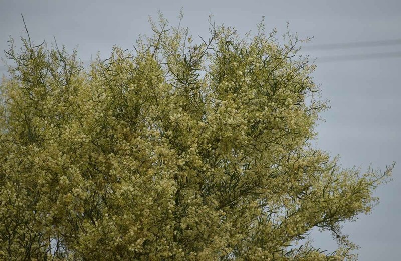 Acacia victoriae subsp. victoriae photo 6