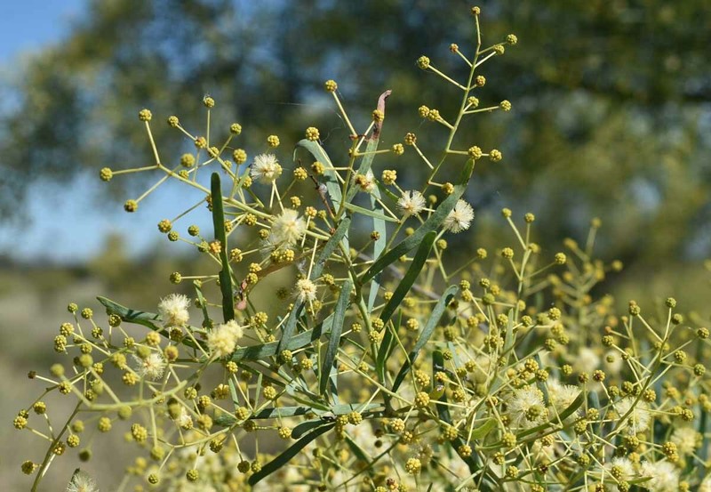 Acacia victoriae subsp. victoriae photo 7