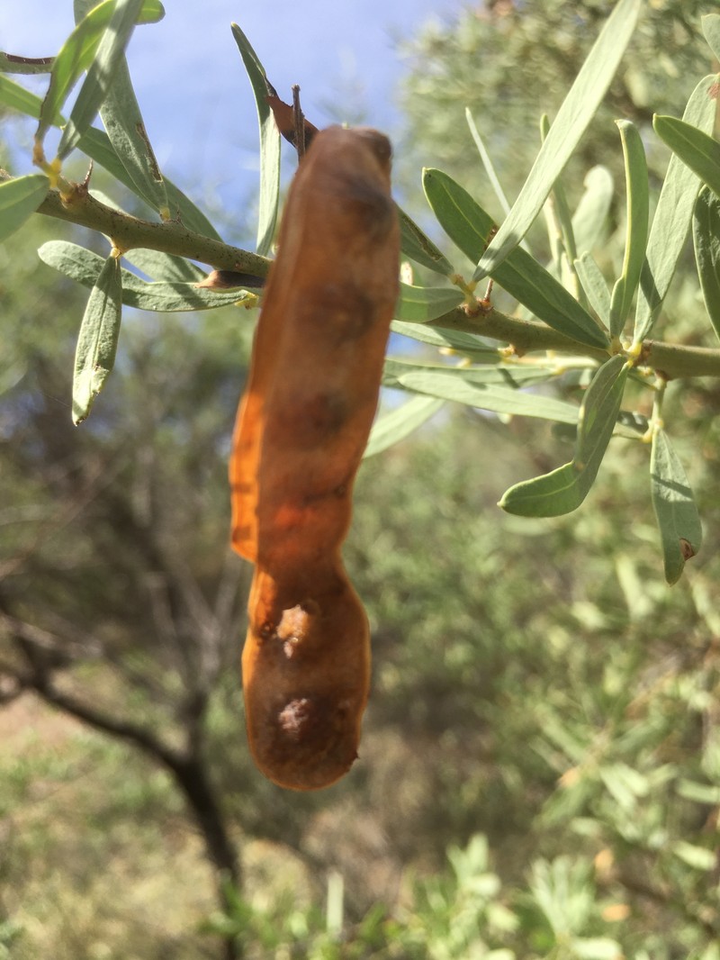 Acacia victoriae subsp. victoriae photo 8