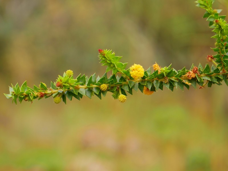 Acacia vincentii photo 8